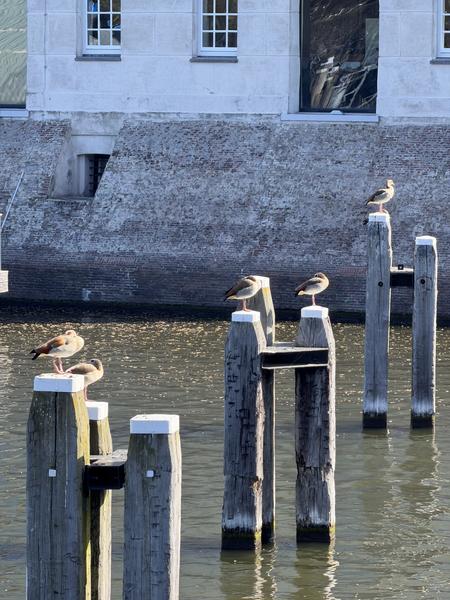 Several Egyptian Geese are peacefully perched on wooden mooring posts in the water, with a historical building forming the backdrop